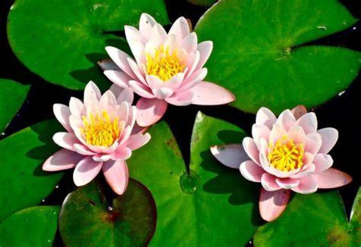 Are lily pads flowers