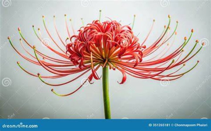 Are Lycoris poisonous