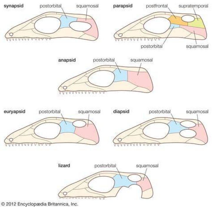Are mammals diapsids