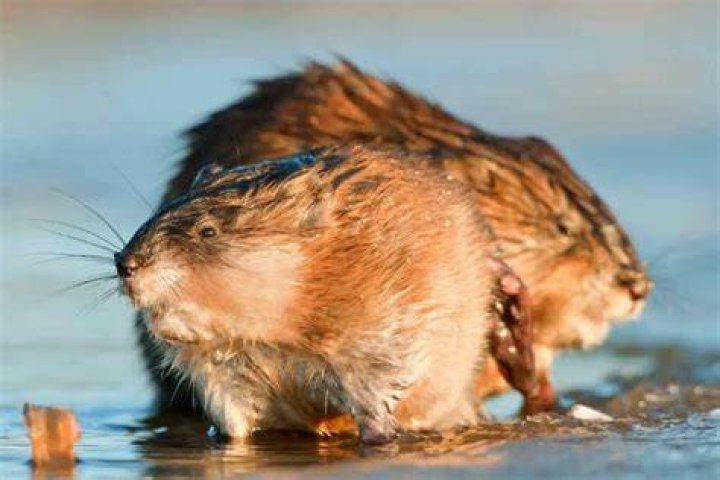 Are muskrats vicious