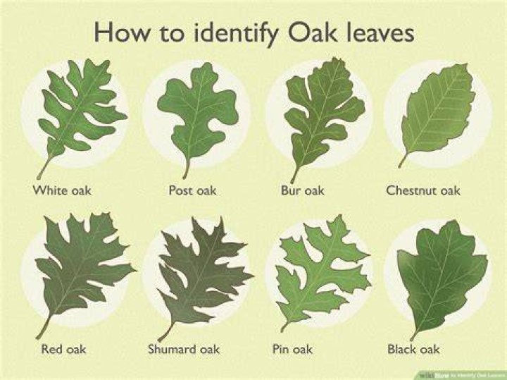 Are oak leaves alive