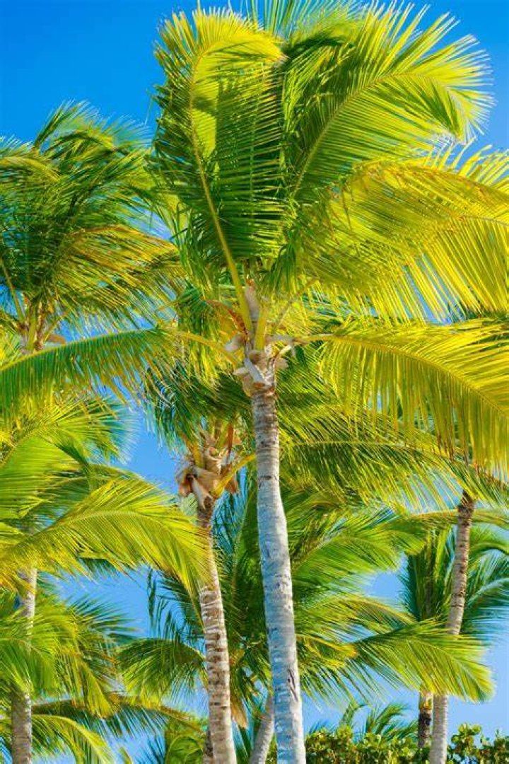 Are palm trees smooth