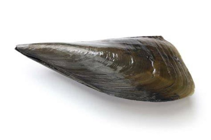Are pen shells edible