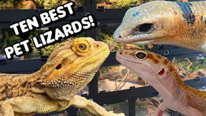 Are pet lizards smart