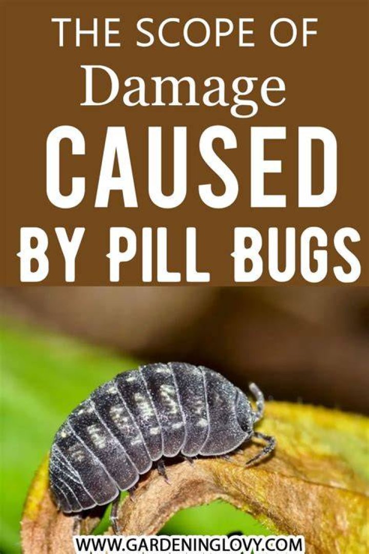 Are pill bugs useful