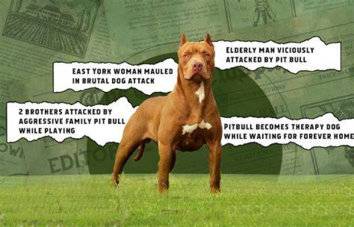 Are pit bulls vicious