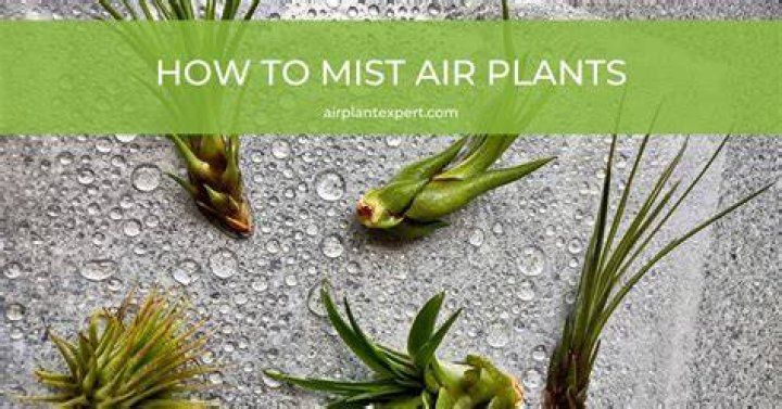 Are plants OK to mist