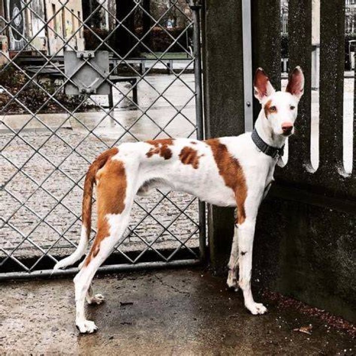 Are podencos lurchers
