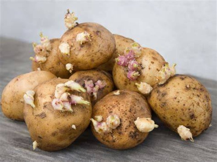 Are potatoes a fungus