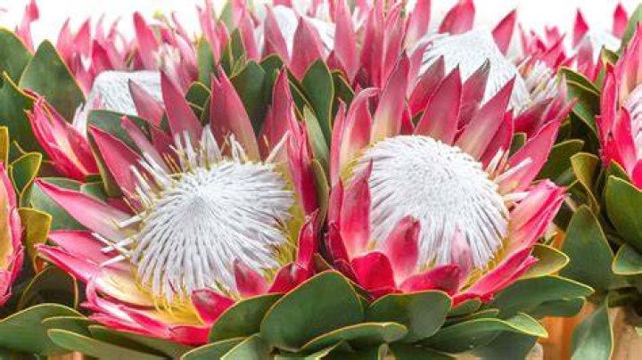 Are Proteas poisonous