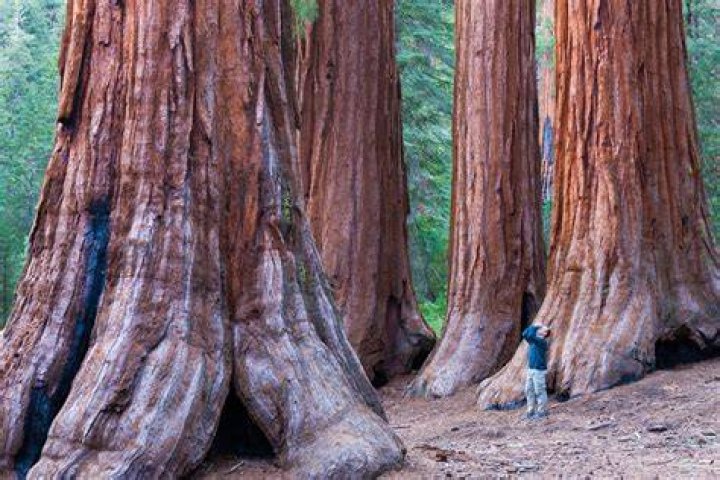 Are redwood trees red