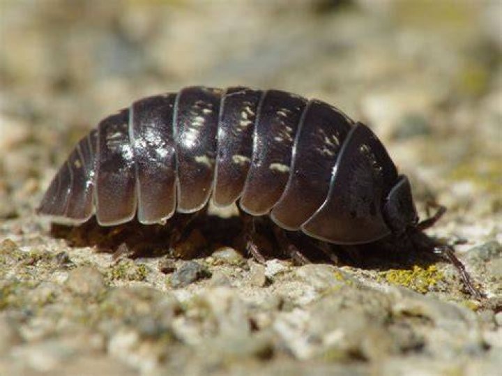 Are roly polys blind