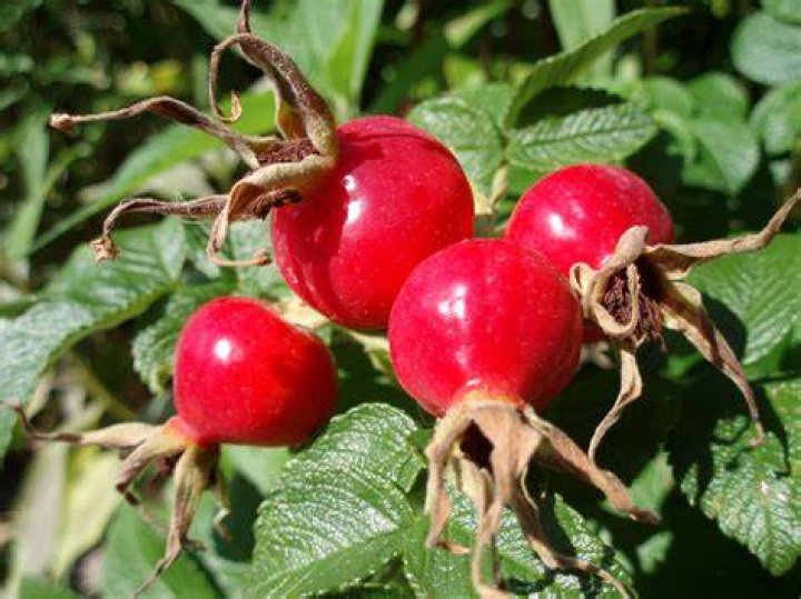 Are rose hips a fruit