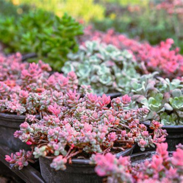 Are sedums succulents
