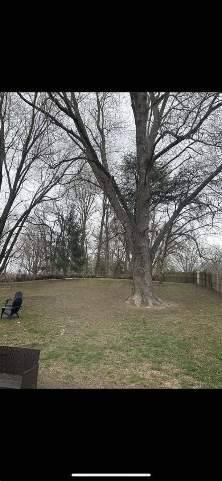 Are silver maples bad