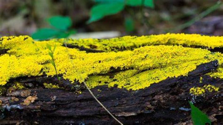 Are slime molds smart