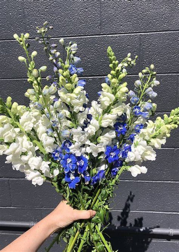 Are snapdragons blue