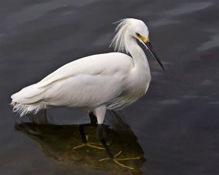 Are snowy egrets rare