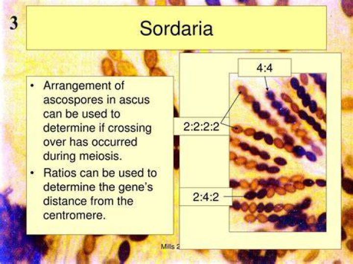 Are Sordaria haploid