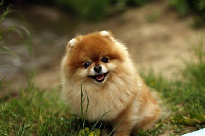 Are Spitz dogs small