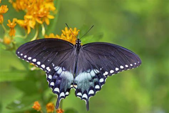 Are swallowtails rare
