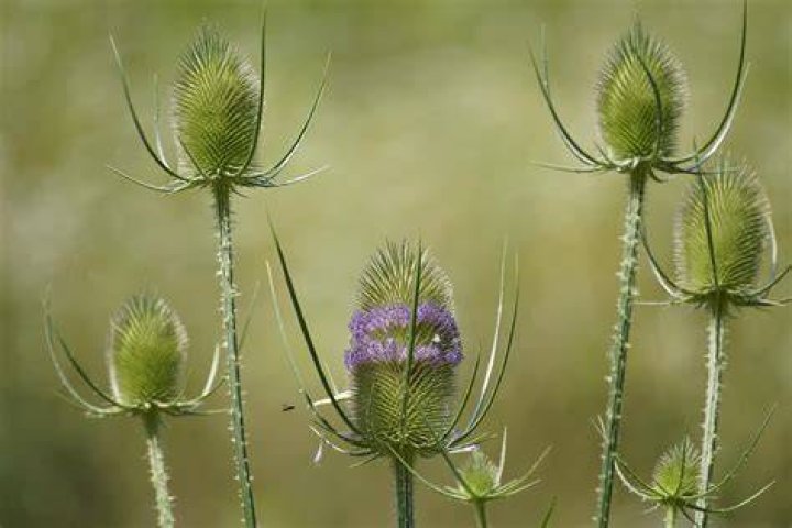 Are Teasels poisonous