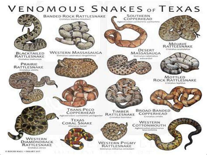 Are Texas snakes bad
