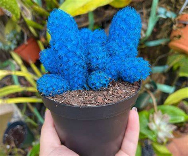 Are there blue cactus