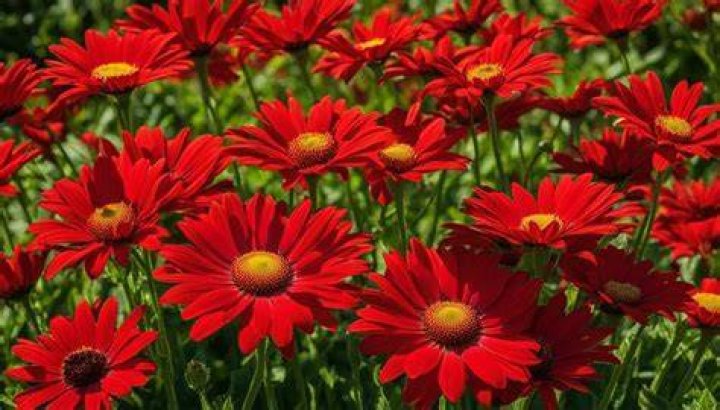 Are there red daisies