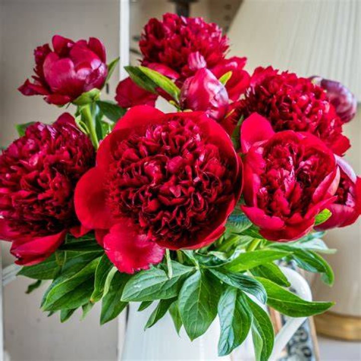 Are there red peonies