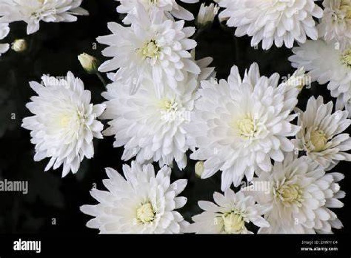 Are there white mums