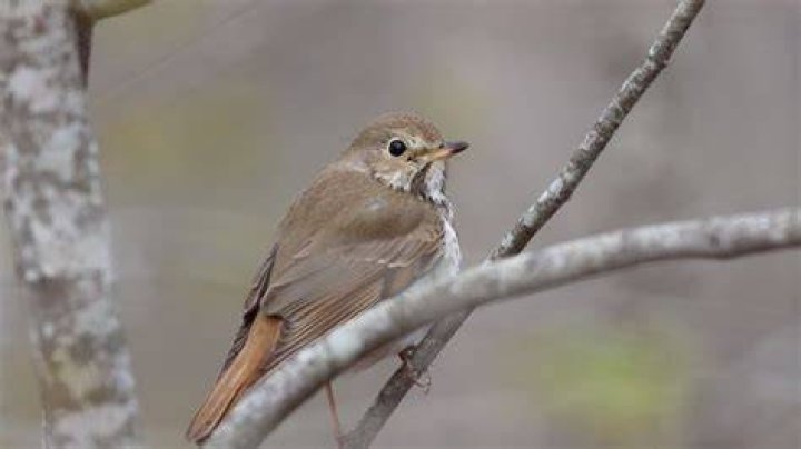 Are thrush birds rare