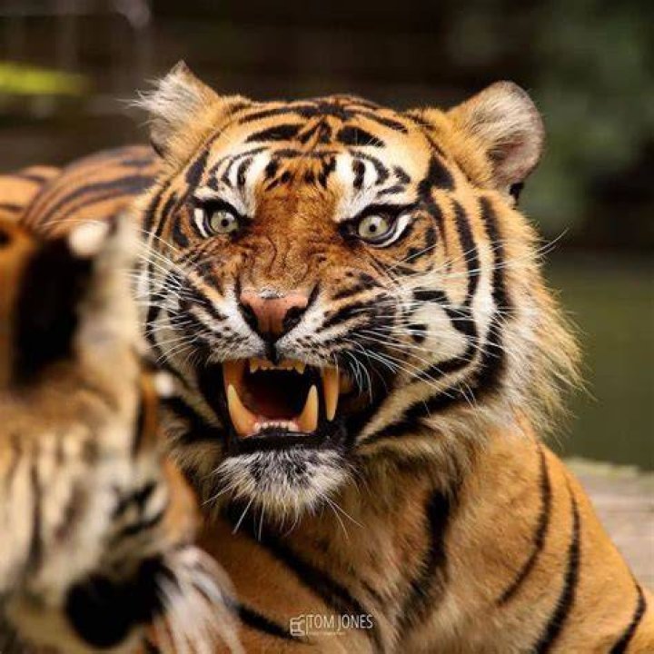 Are Tigers aggressive