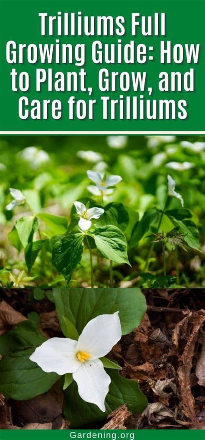 Are trilliums edible