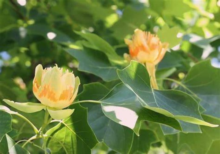 Are tulip trees real