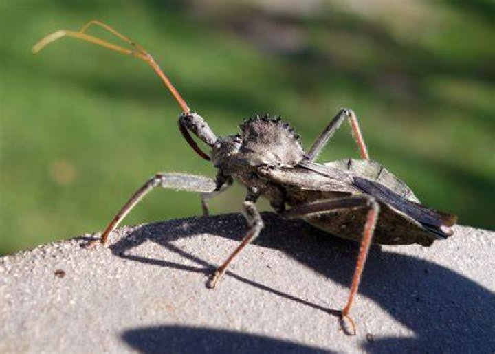 Are wheel bugs toxic