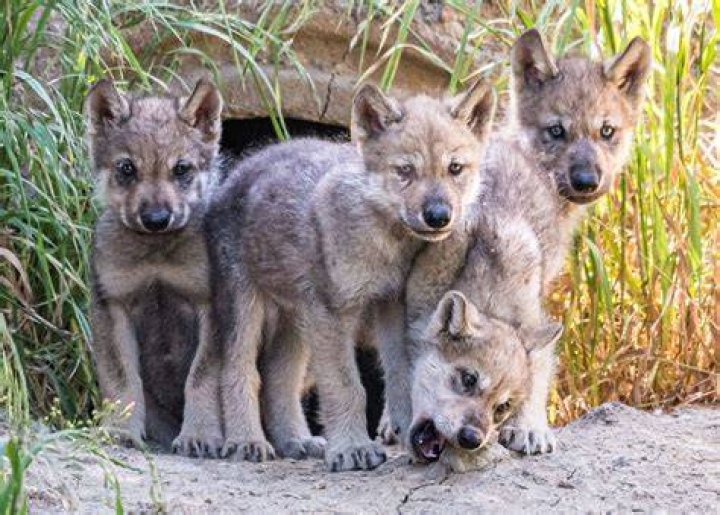 Are wolf babies Cubs