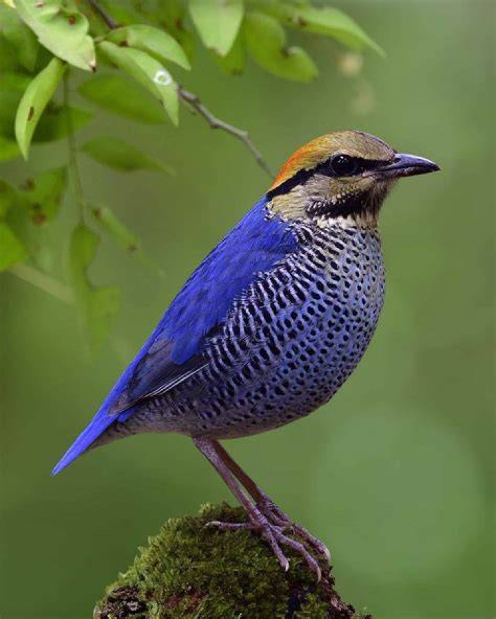 Are woodpeckers blue