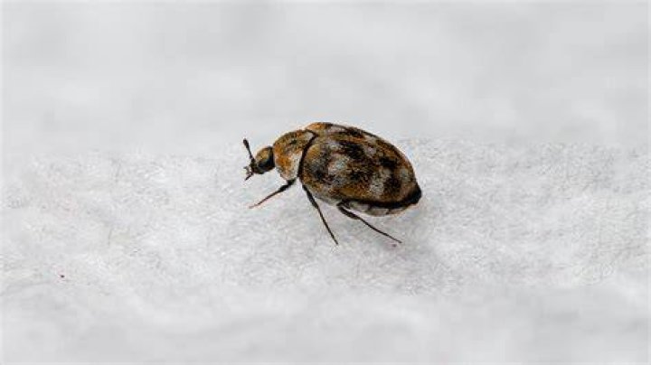 Can a beetle hurt you