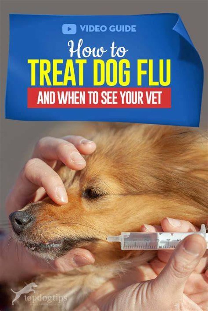 Can a dog get the flu