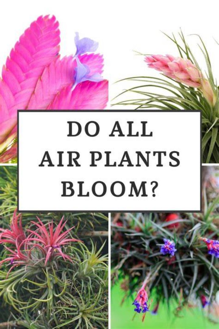 Can air plants flower