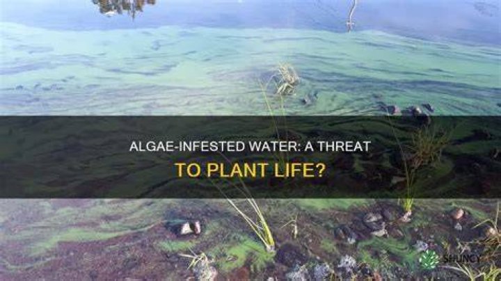 Can algae kill plants