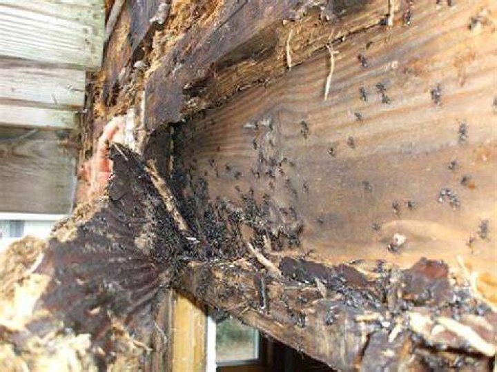 Can ants destroy wood