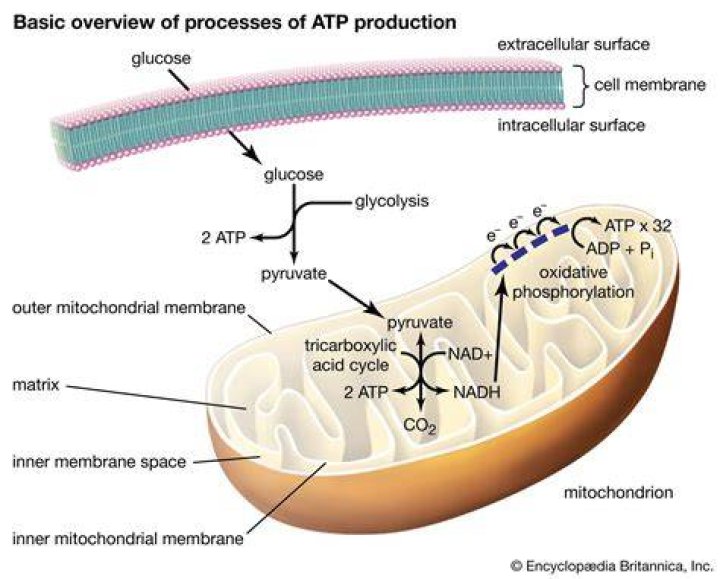 Can bacteria have ATP