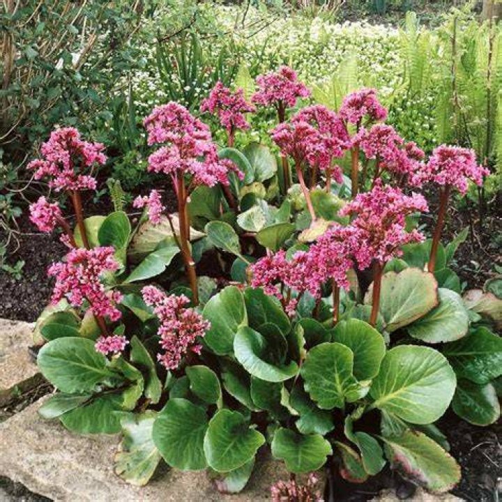 Can Bergenia be split