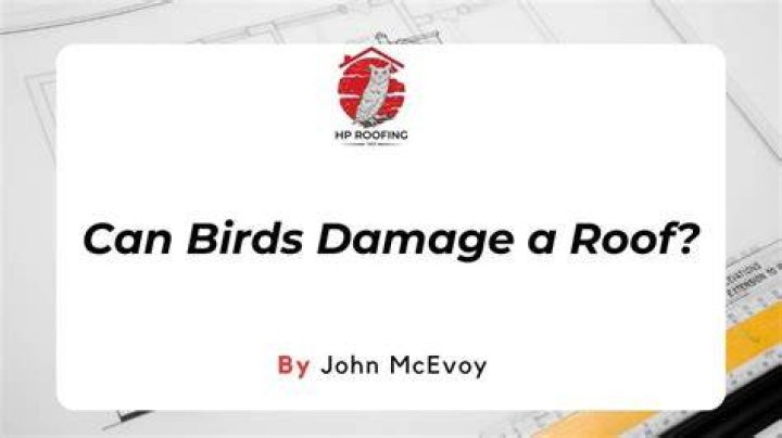 Can birds damage roof
