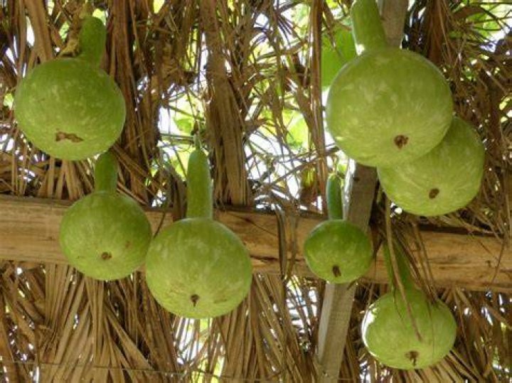 Can calabash be eaten