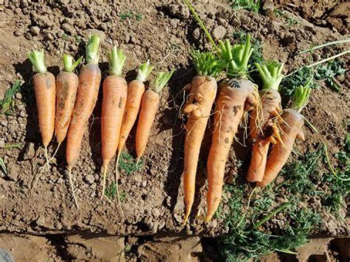 Can carrots grow wild