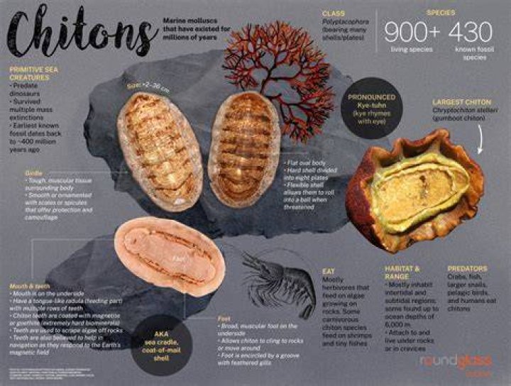 Can chitons be eaten