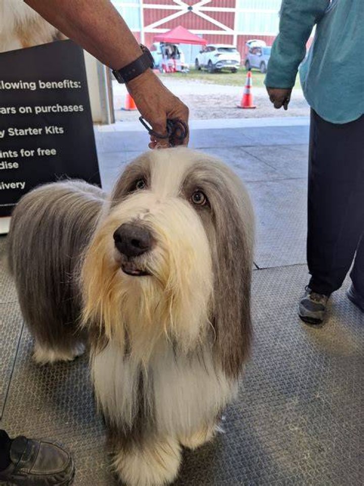 Can CKC dogs be shown